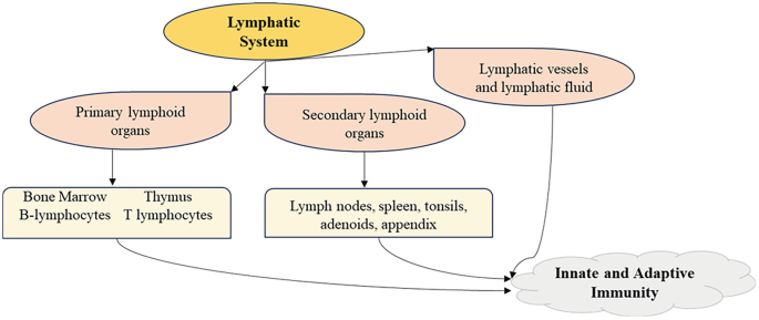 Lymphatic System and Immune Cell-Based Response | SpringerLink - Exercise 35a The Lymphatic System And Immune Response