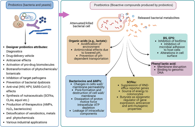 Designer Probiotics and Postbiotics | Springer Nature Link