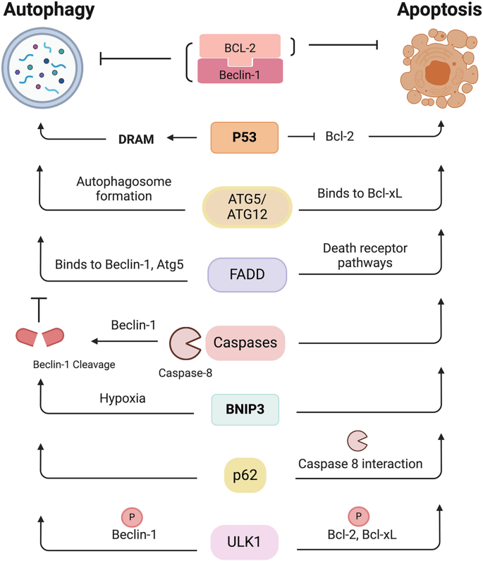 Interplay Between Autophagy and Apoptosis in Cancer: Mechanisms and ...