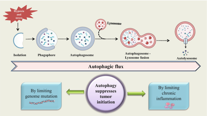 Role of Autophagy and Oxidative Stress in Cancer Metastasis | SpringerLink