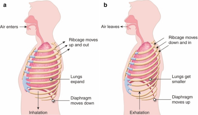 Understanding the Anatomy of Breath and Breathing | SpringerLink