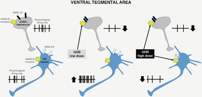 -Hydroxybutyric Acid: A GABAB/GHB Receptor Agonist with a Unique  Neuropharmacological and Therapeutic Profile | Springer Nature Link