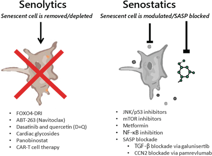 Nephron Senescence and Mechanisms | Springer Nature Link