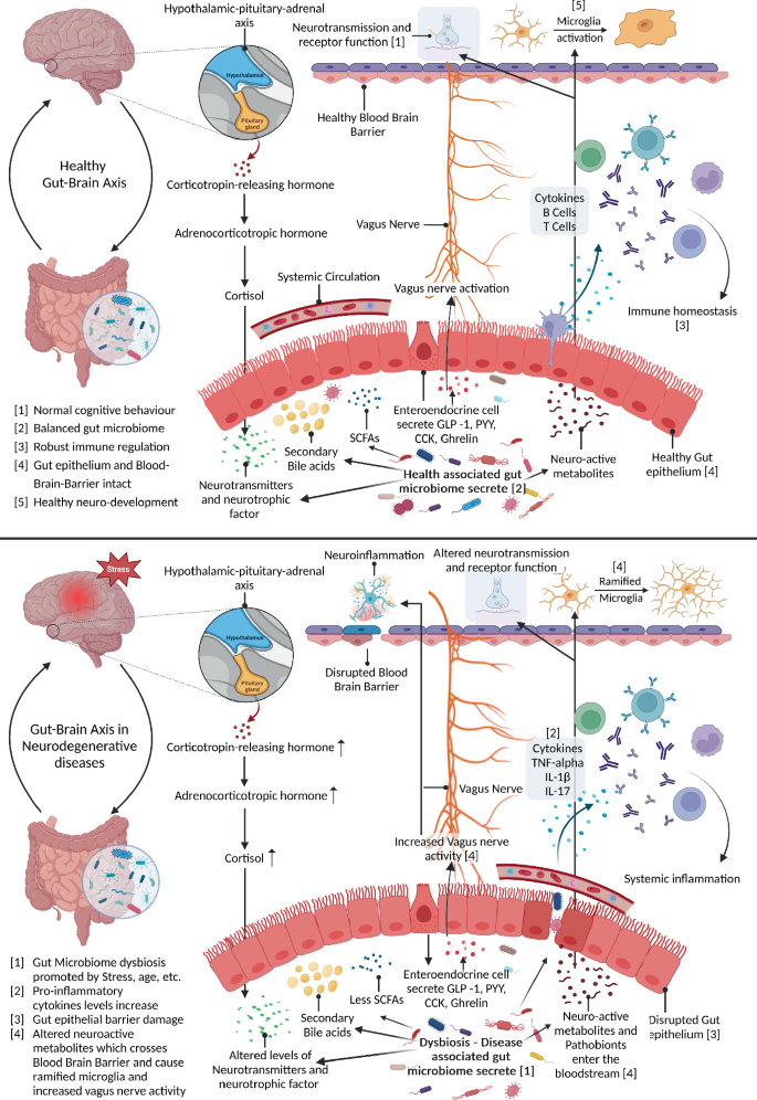 Gut Microbiota-Brain Axis in Healthy Ageing | SpringerLink