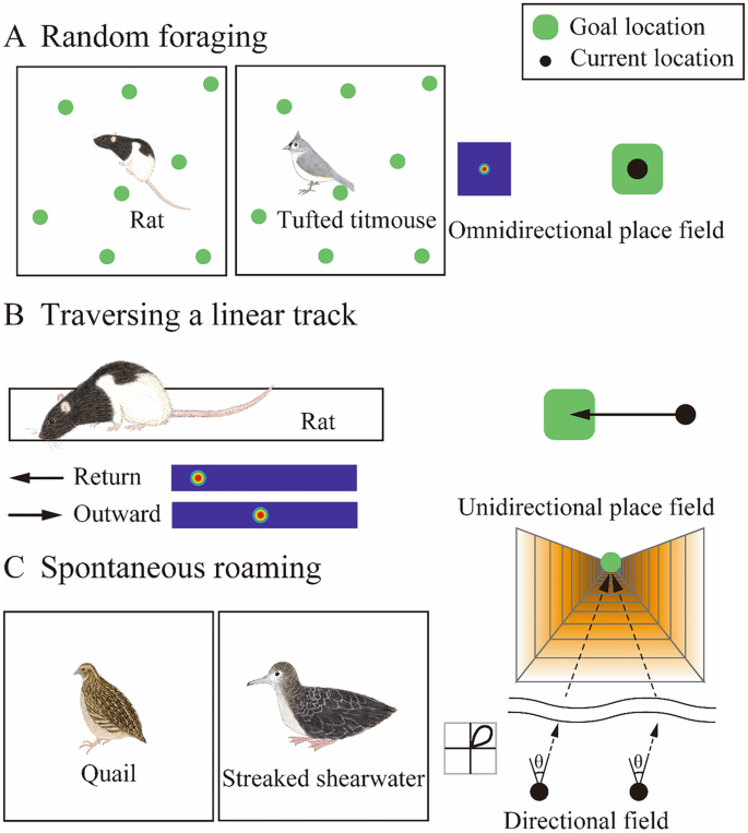 Emergence of the Hippocampus as a Vector for Goal-Directed Spatial ...