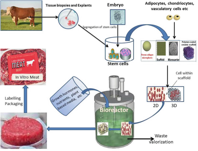 Design and Development of Meat-Based Functional Foods | SpringerLink