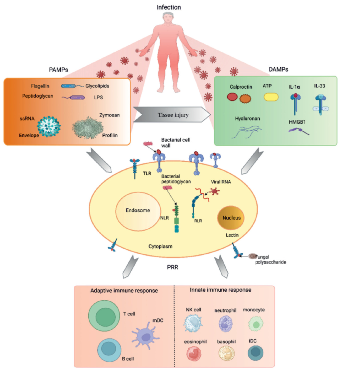 Deactivating the Pathogen | SpringerLink