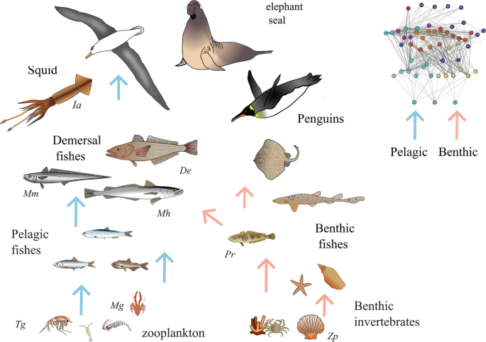 Food Web Topology Associated with the Patagonian Shelf-Break Front ...
