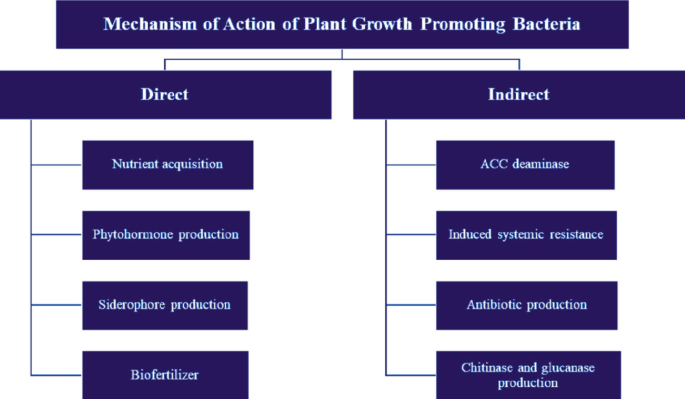 Comprehensive Integrating Role of Soil and Plant Microbiome in ...