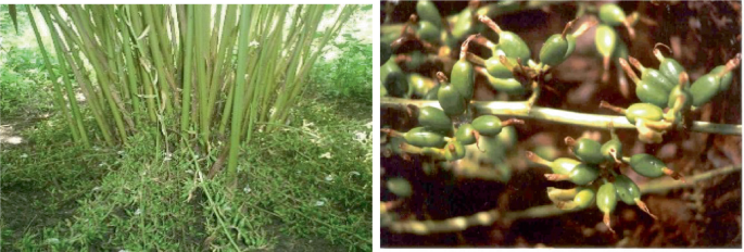 Molecular Characterization and Phylogenetic Relationship of Cardamom ...