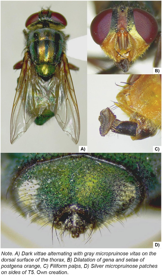 Crystina Bremser NCUIRE Poster, image size:685x1165