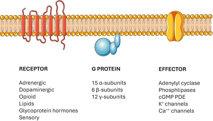 Cardiac and Vascular Receptors and Signal Transduction | Springer Nature  Link