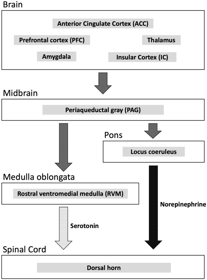 Psychological and Behavioral Characteristics in Chronic Pain | Springer ...