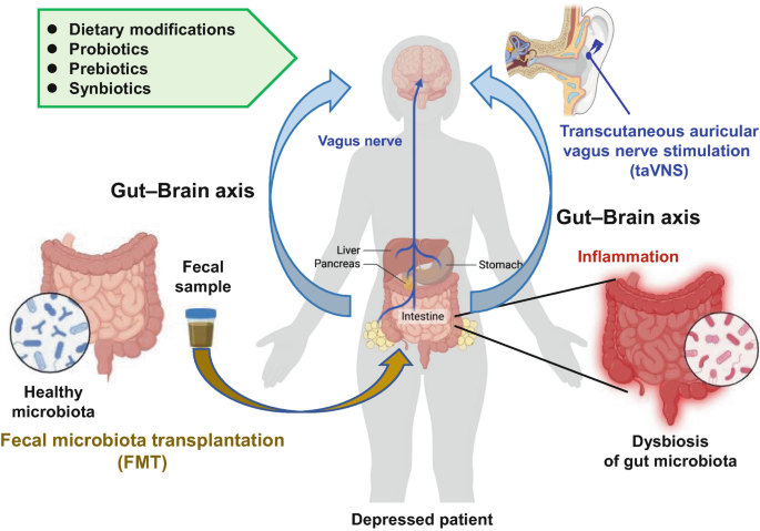 Depression: The Vagus Nerve and Gut-Brain Axis | SpringerLink