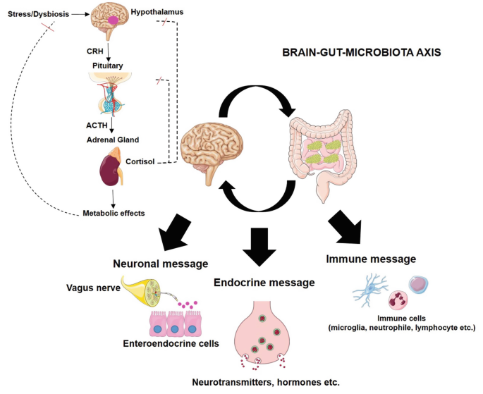 Gut–Brain Axis in Mental Diseases | SpringerLink