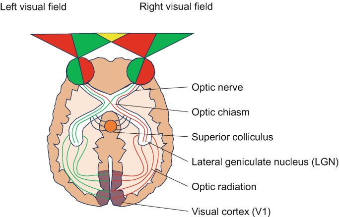 Visual Cortex Nerves Neurodevelopmental Disorders and the Cyfip2 Gene: Linking Visual Acuity ...