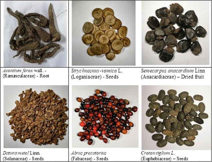 Therapeutic Applications of Plant Toxins Used in Traditional Medicine |  Springer Nature Link