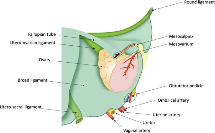 tobacco pouch fallopian tube Fallopian Tubes