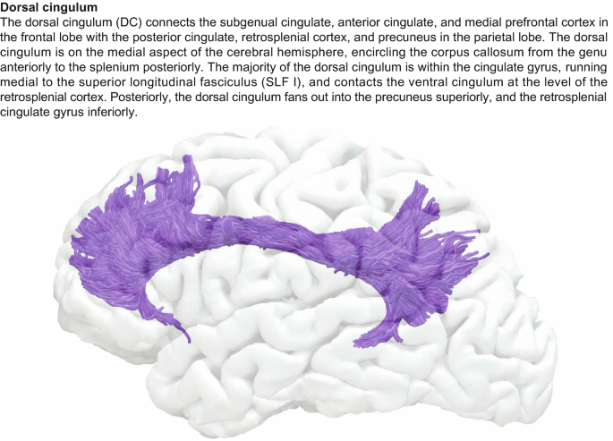 Dorsal Cingulum | Springer Nature Link