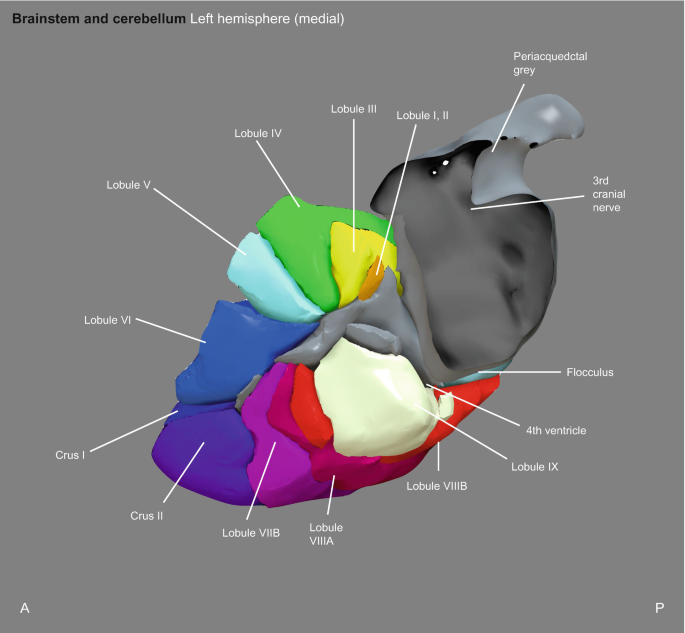 Three-Dimensional Surface Anatomy of the Brainstem and Cerebellum ...