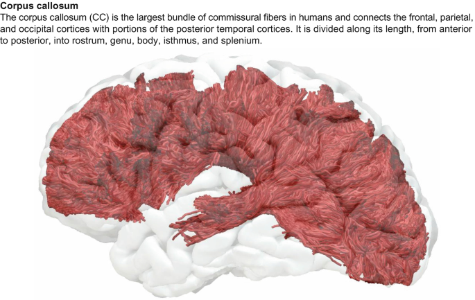 Corpus Callosum | Springer Nature Link