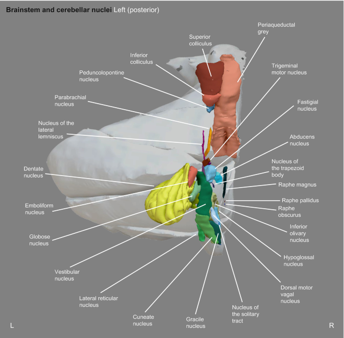 Three-Dimensional Anatomy of Brainstem and Cerebellar Nuclei | Springer ...