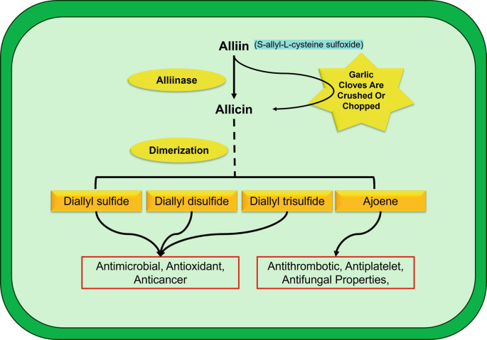 Bioactive Phytochemicals from Garlic (Allium sativum L.) By-Products |  Springer Nature Link