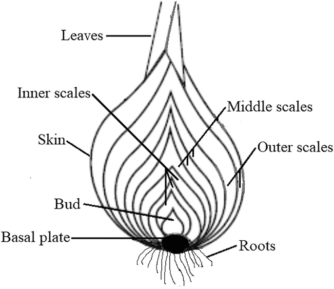 Bioactive Phytochemicals from Onion (Allium cepa L.) By-Products ...