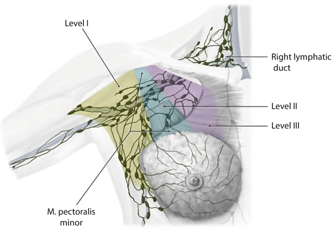 Gynecology: Breast Cancer and Carcinomas of the Endometrium, Ovary