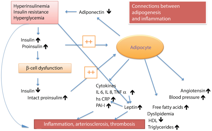 Nutrition in Lymphology. Insulin Resistance and Inflammation | Springer ...