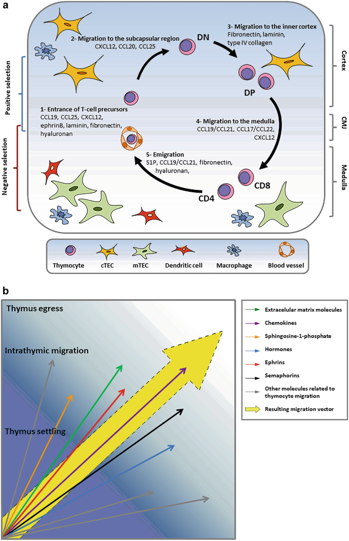 Intrathymic Cell Migration: Implications in Thymocyte Development and T ...