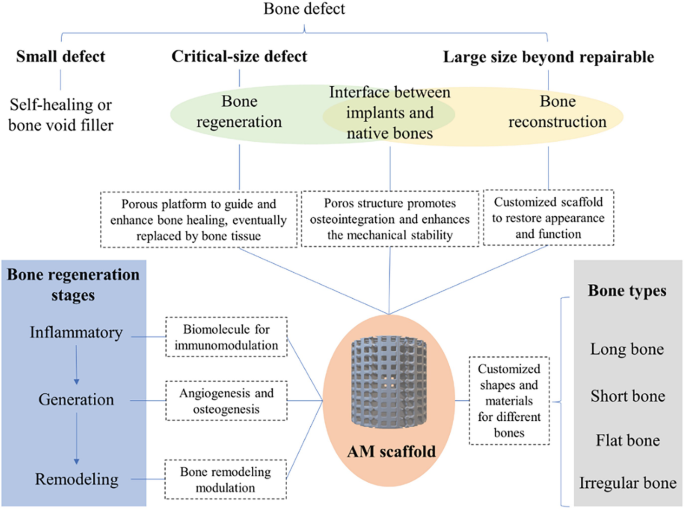 Advances in Hard Tissue Engineering: The Impact of Multiscale Bone ...