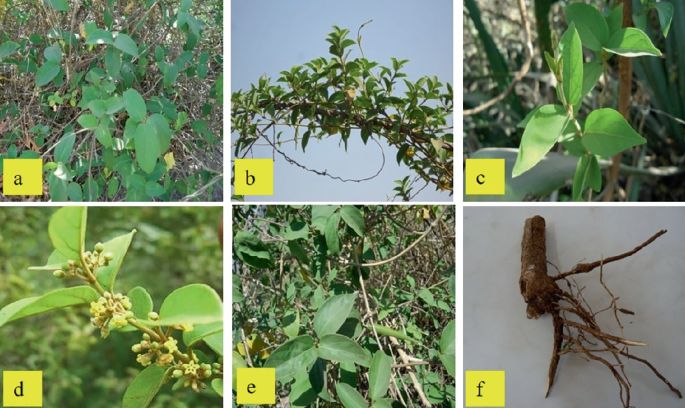 Recapitulating the Significance of Breeding Strategies in Gymnema sylvestre  for Gymnemic Acid Enhancement | Springer Nature Link