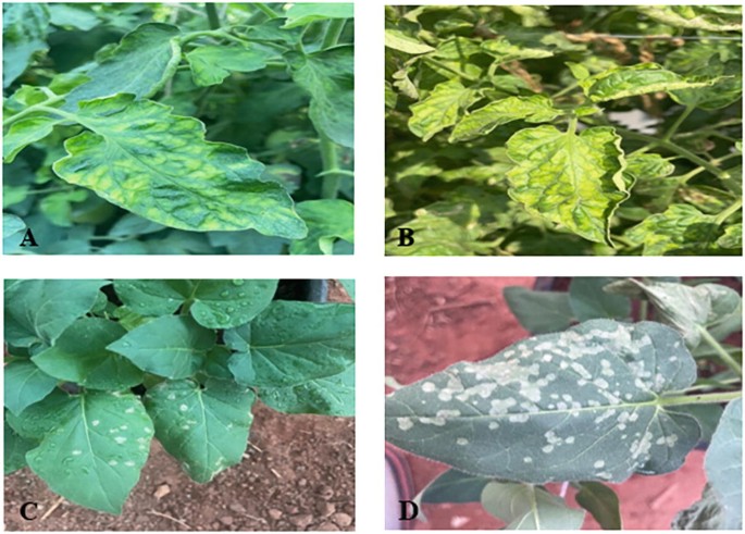 transmission of tobacco mosaic virus Tobacco Mosaic Virus