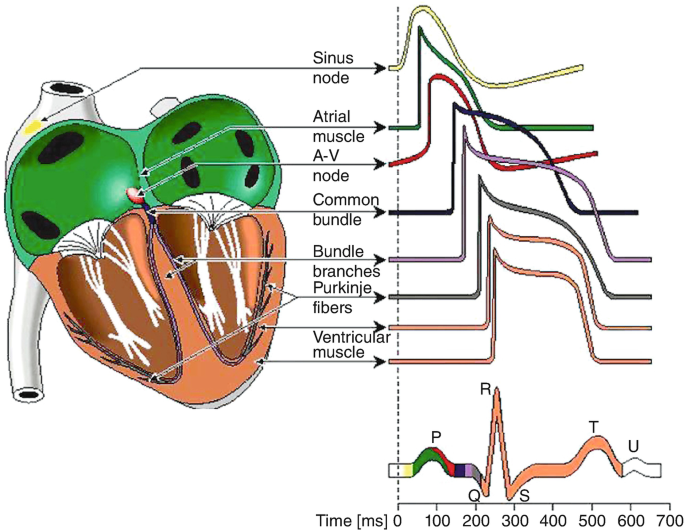 Action Potential Propagation in the Heart | SpringerLink