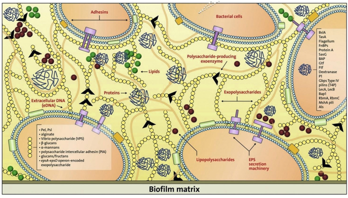 The Oral Biofilm Microenvironment | Springer Nature Link