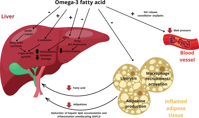 omega-3 fatty acids mechanism of action triglycerides liver