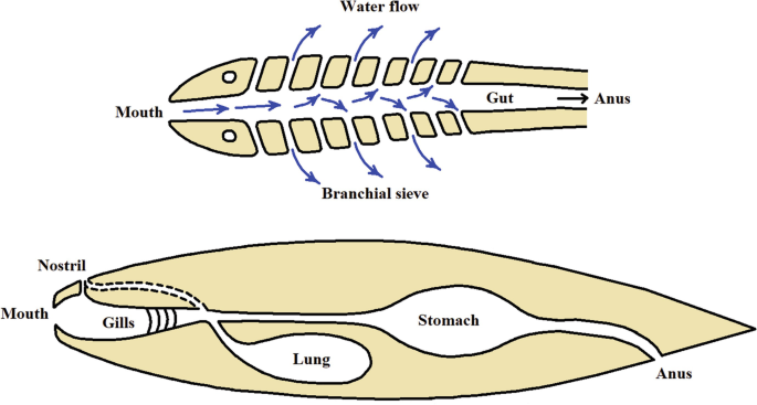ishigaki glutathione fake Other Topics Studied by Evolutionary Medicine