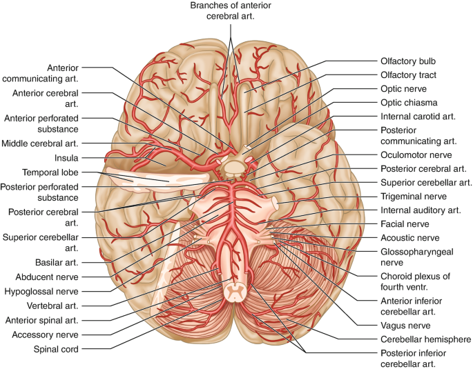 Anatomia Del Cervello: Guida Allo Studio Pieghevole E Autoverifica, 22,9 X 61 Cm (aperto)