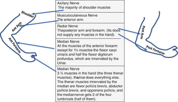The Upper Limb | SpringerLink