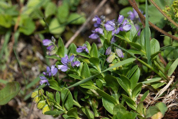 Polygal Spring Polygala vulgaris L.Polygalaceae | Springer Nature Link