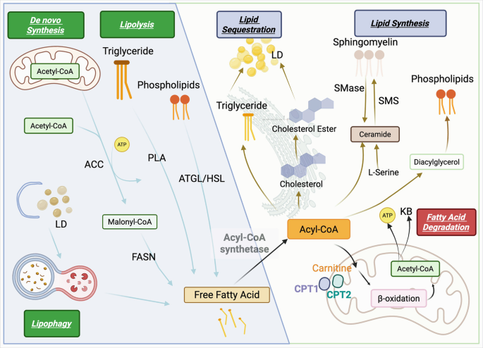 An Overview of Oligodendrocyte Metabolism | Springer Nature Link