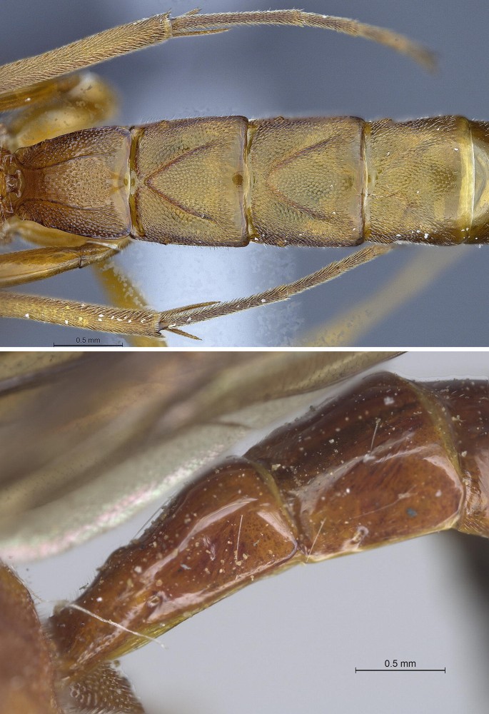 Systematics and Identification Key to Subfamilies of Ichneumonidae ...