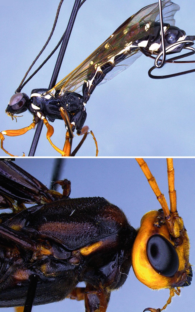 Subfamily Rhyssinae Morley, 1913 | SpringerLink