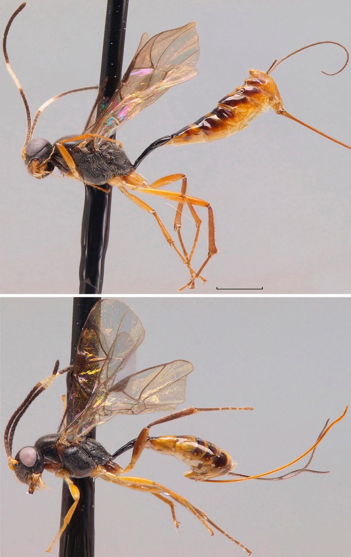 Similar Kantar Insect Subfamily Tersilochinae Schmiedeknecht, 1910 | Springer Nature Link