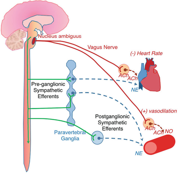 Parasympathetic and Sympathetic Nervous System Dysfunction and Monitoring