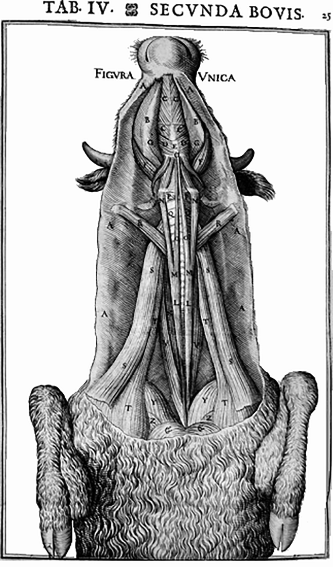 Renaissance in the Study of Nature | Springer Nature Link