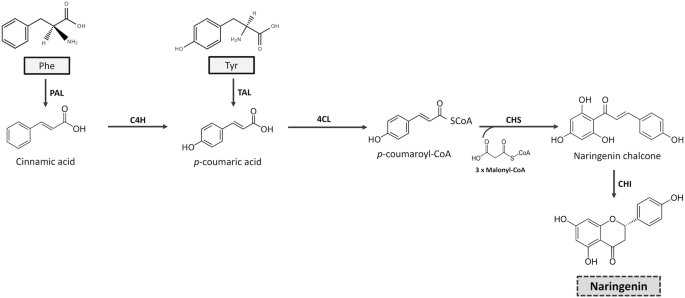 Microbial Production of Naringenin | SpringerLink