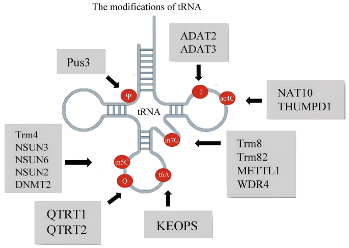 Regulation of RNA Transcriptomics During Ageing- and Neurodegeneration ...