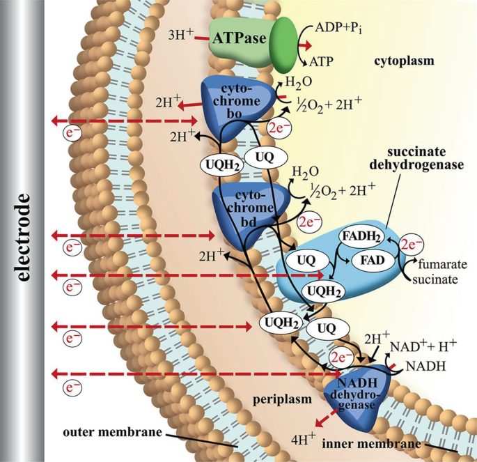 Why are Membrane Components Important in Electron Transport Chain: Essential Insights